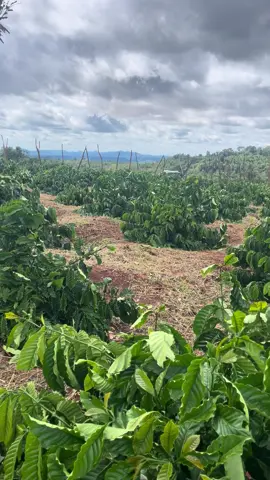 Mọi người cho em xin ý kiến nên kéo lên hay để nguyên vậy ạ 😭😭😭#kythuatcaphe #nongnghiep #càphê 