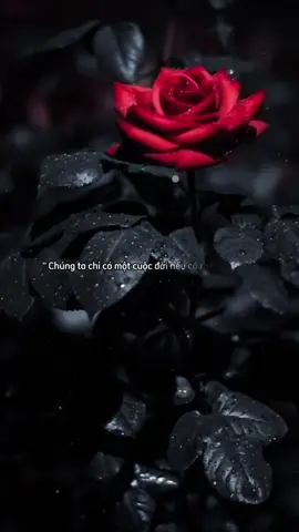 Nếu có thể xin đừng để mất nhau….vì thời gian và khoảng cách sẽ làm mờ đi tất cả🥹#tâmtrạng #stt_buồn_tâm_trạng #buông_tâm_trạng  @Lặng 