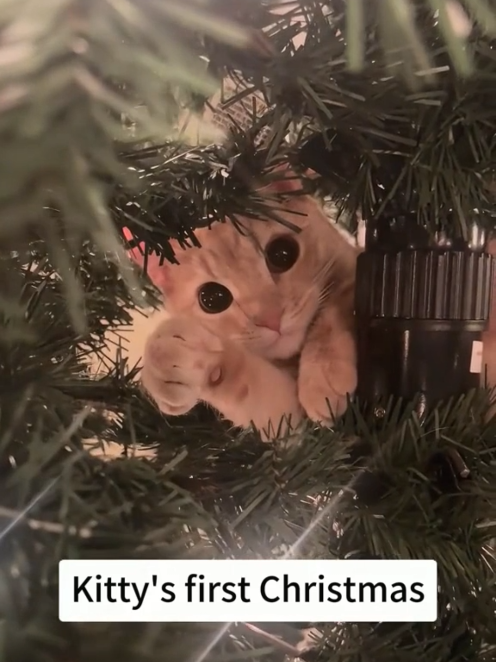 Cats are getting ready for Christmas #funny  #cat  #cats  #funnycats  #reels 