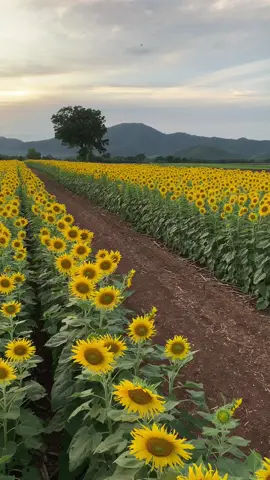 ดอกทานตะวันบานสะพรั่ง ค่าเข้าแค่20บาท วิวหลักล้าน 🌻😊#ทุ่งทานตะวันลพบุรี #ไร่คุณยายส้มป่อย #ที่เที่ยวใกล้กรุงเทพฯ 