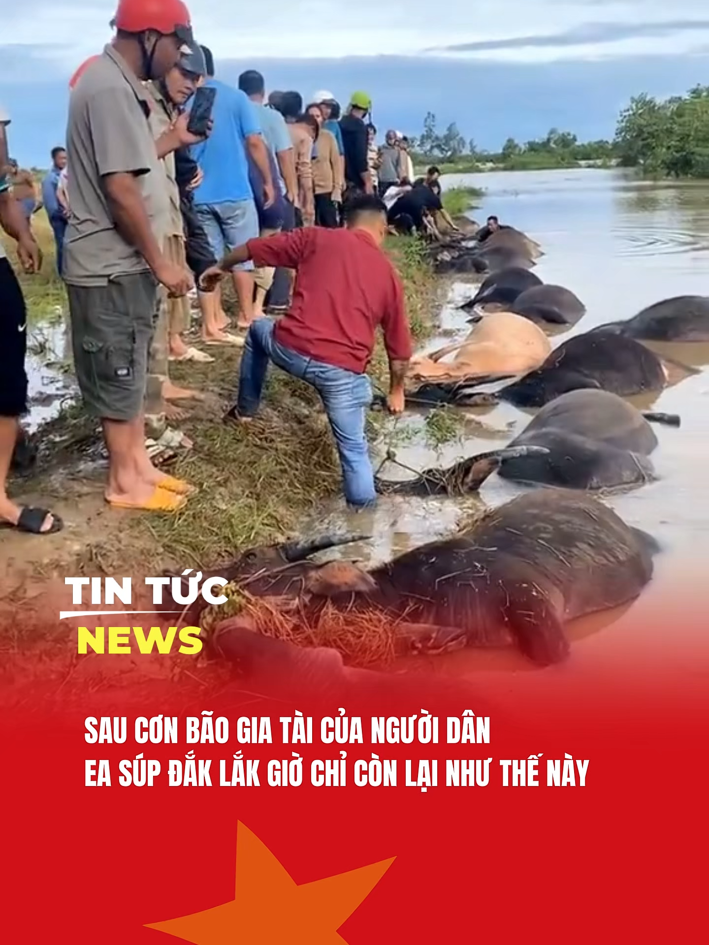 THƯƠNG LẮM BÀ CON EA SÚP ĐẮK LẮK #tintucnews #bão #bãokalmaegi#đắklắk #trâu