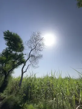 #کسان مافیا ☠️#Forming🌾 #foryoupage #foryoupage 