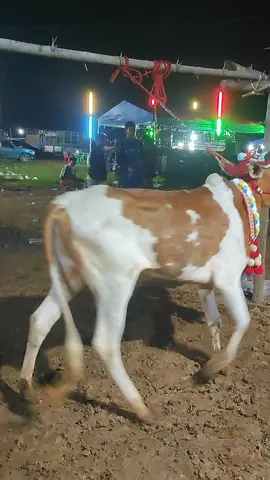 ขอบคุณที่ชื่นชอบ ขออนุญาตไปต่อ😍🐮 #แก้วซ่าส์ #เบญจ์จันทร์ฟาร์ม🐮❤️ #วัวลานเมืองเพชร #วัวลานราชบุรี💯🐂🌾 #ภคมินทร์ฟาร์ม🐄🐎 