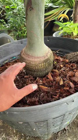 السلام عليكم عروض مشتل روتس - Roots على جميع الاشجار الاسعار موضحه في الفيديو  للتواصل 58857116 - عاشق 41179898 - سعد 41167696 - حسام #الكويت #kuwait #سبحان_الله_وبحمده_سبحان_الله_العظيم #السعودية     