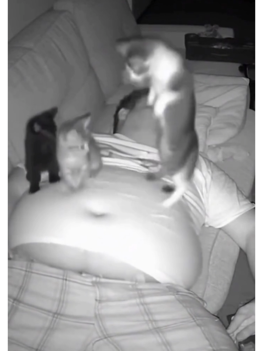 Sahiplerini rahat uyutmayan kediler #komikvideolar  #komik #comedy #funny #flypシ 