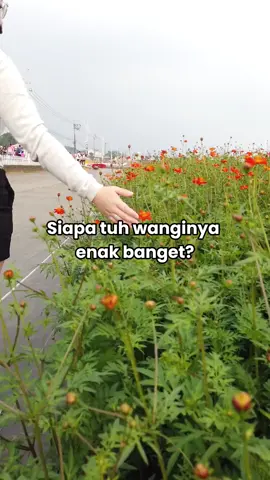 Beneran se wangi itu gilaa #parfumviral #parfum #luceroparfum #viral #fyp 