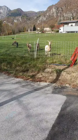 #glazura #animal #italianiallestero #fanss #neatabunatuturor😘 