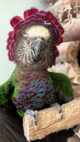 🥰 #hawkheadparrot 