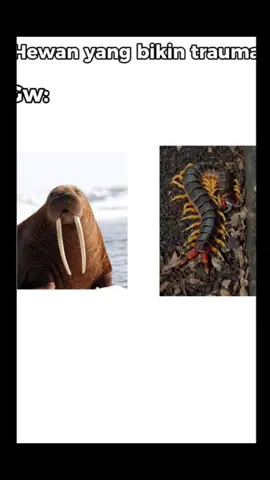 Fr🤭 (orang fomo🤭🙏)#fyp #tusk2014 #thehumancentipede 