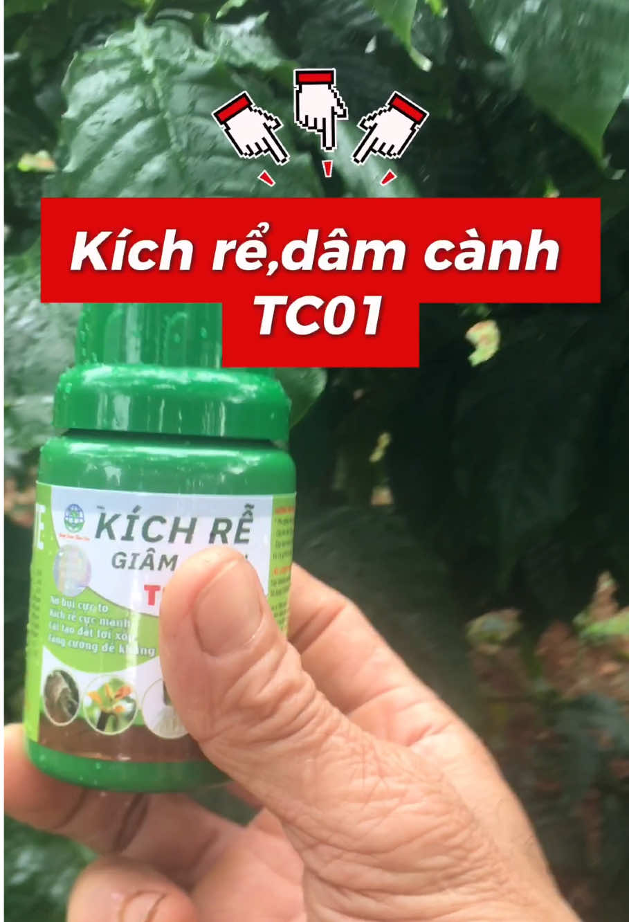 Kích rễ,dâm cành cực mạnh.phục hồi cây suy yếu,cây bị bệnh và giúp cây có bộ rễ to#kich #kichre #xuhuong 