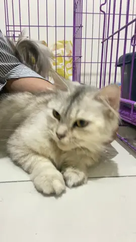 Anabul kurang fit dan susah makan? #sakit #anabul #recovery 