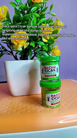 Cicak jadi tumbang setelah makan ini #racuncicak #fyp 