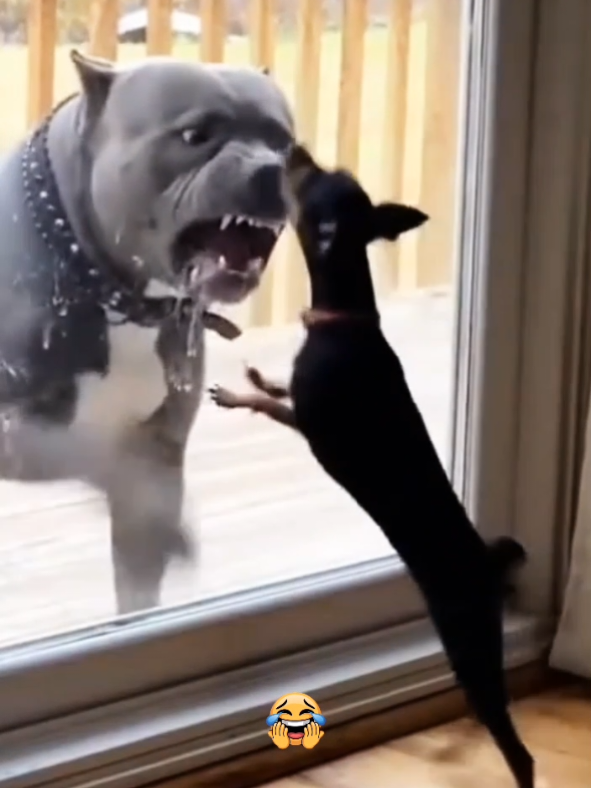 they were so Brave...until the door opened##dog #funnydog #funnyvideo #viral #fyp 