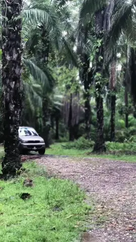 #pekebunkecil #xybca #tiktokviral  #mendung 