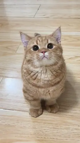 So cute #cutecat #pet #kucing #kitty #funny 