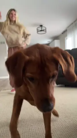 When your dog starts dancing like they just heard their favorite song 🐶😂 #DancingDogs #DogComedy #PuppyHumor #DogOwners #DogLife