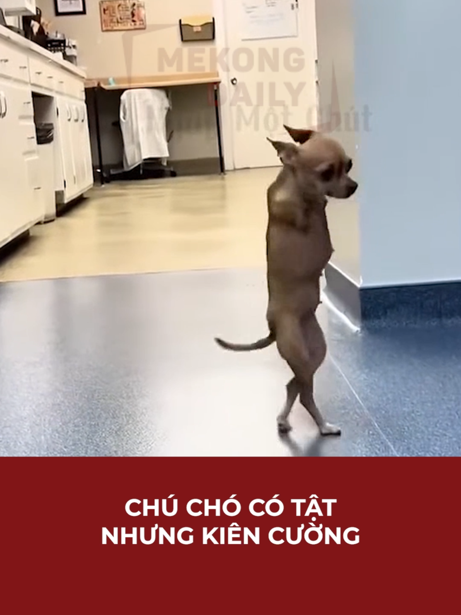 CHÚ CHÓ CÓ TẬT NHƯNG KIÊN CƯỜNG | Mekong Daily #mekongdaily #thamchuichan #thamchuichanchongtron #thamchuichanchongnuoc