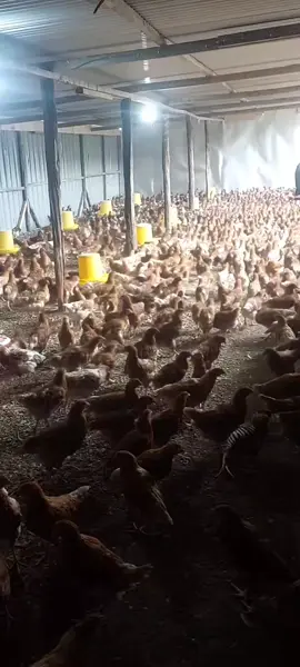 sawa mkuu #poultry #fypシ゚viral #tiktok #viraltiktok 