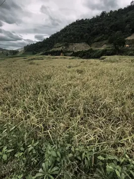 坚持下去，不要放弃，没有失败怎么会有胜利？ 