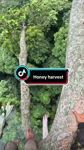 Honey harvest