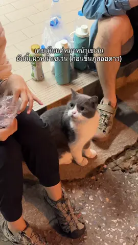 น้องน่ารักมากกกกกกกกกกก #แมว #แมวน่ารัก #แมวอ้วน #แมวเหมียว 