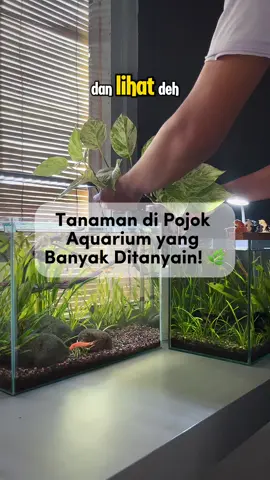 Tanaman di pojok aquarium yang sering ditanyain 🌿 Namanya sirih gading, gampang banget tumbuh cuma pakai air! Aku tanamnya pakai hydroton Cocok banget buat hias pojokan aquarium atau meja kerja 🪴 #tanamanhias #sirihgading  #tiktokshopid #hiasanmeja 