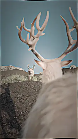 When Antlers Get Stuck Together😱#antlers #stucktoge#zackdfilms#foreyou#fyp 