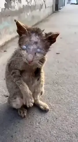 rawat kucing jalanan#PecintaHewan #Kucing #KucingKurus 