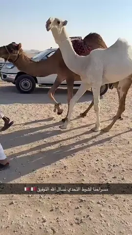 #اكسبلورexplore #جزيلات_العطا #بنت#غافلان_الزمامي 