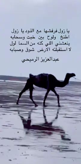 #المحاميد #اكسبلور #شعروقصايد_شعراء_وذواقين_الشعر_الشعبي_ #شعروقصايد_خواطر_غزل_عتاب #الشعب_الصيني_ماله_حل😂😂 