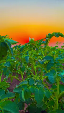 #تصويري_احترافي_الاجواء👌🏻🕊😴 ##تصميم_فيديوهات🎶🎤🎬 