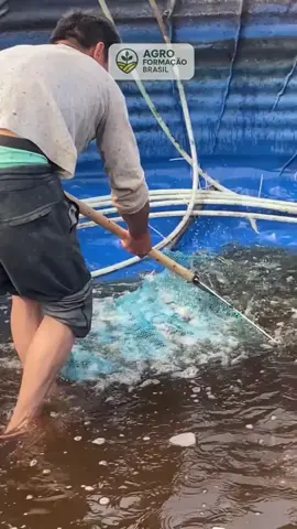 Você sabia que dá pra criar camarão em casa e vender por um valor altíssimo? 🦐💰 No Projeto Camarão você recebe: ✅ Videoaulas completas passo a passo ✅ Suporte direto com nossos especialistas ✅ Tabela de ração por fases ✅ Lista de materiais barata ✅ Manejo diário explicado ✅ Estratégia para vender com lucro Quer começar do zero mesmo sem experiência? 👇 Clique no link do nosso perfil e fale com a gente. 