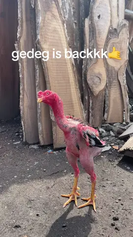 gedeg lagi ganti baju baru #fypシ #trending #hobiayam #ayambangkoksuper #armroster 