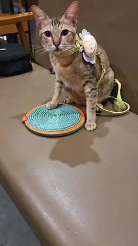 Bàn cào catca mini quá tiện #khethui #cats #animals 