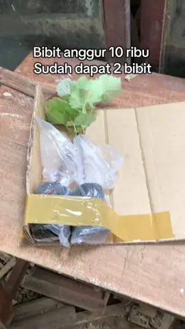 Pembuktian kalau bibit yang kita kirim sudah ada akar nya#promomakan1111 #promomakanharian #bibit #bibitanam #fypage #fouryoupage #bibitanggur 