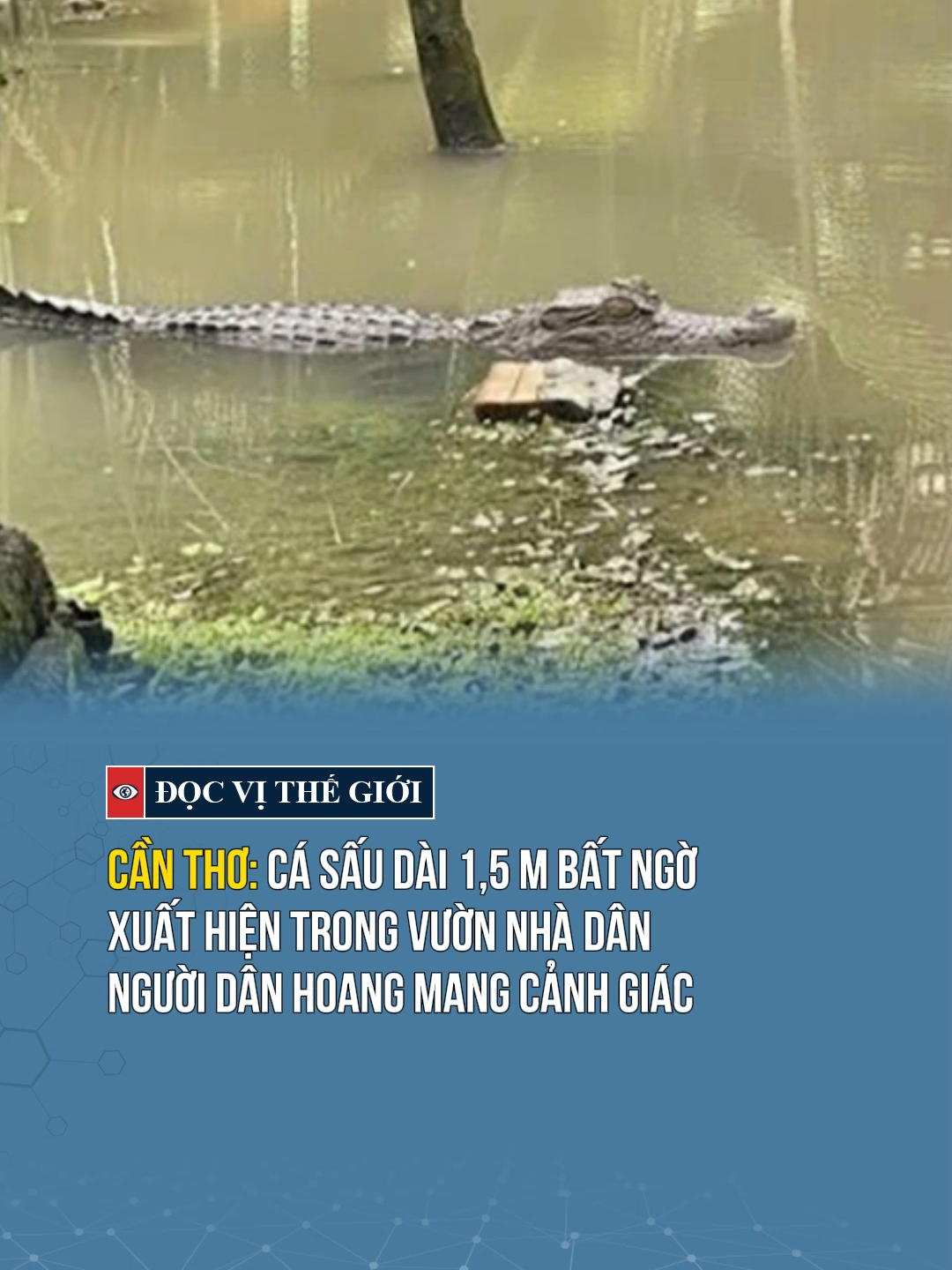 Cá sấu xuất hiện trong vườn nhà dân #docvithegioi #news #tintuc #tiktoknews