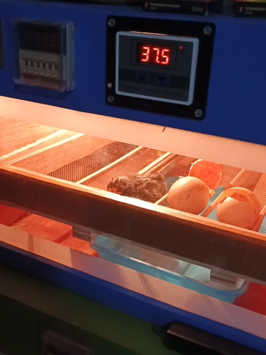 Bagian 93.#mesintetastelur #ayam #bebek #entok #burung 