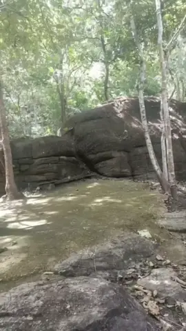 Lucky turtle #turtle #animals #al 