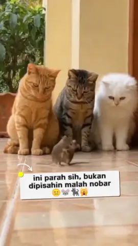 Nobar dulu gaes 🥳🔥😼