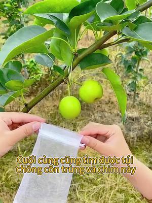 Người trồng rau quả ở nhà, có thể dự bị túi bao quả này.