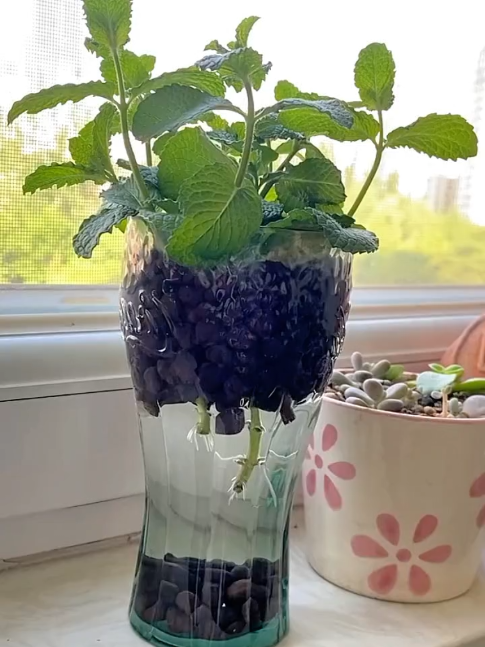 #benihpudina #daunpudina #pudina #daunmint #bijibenih 