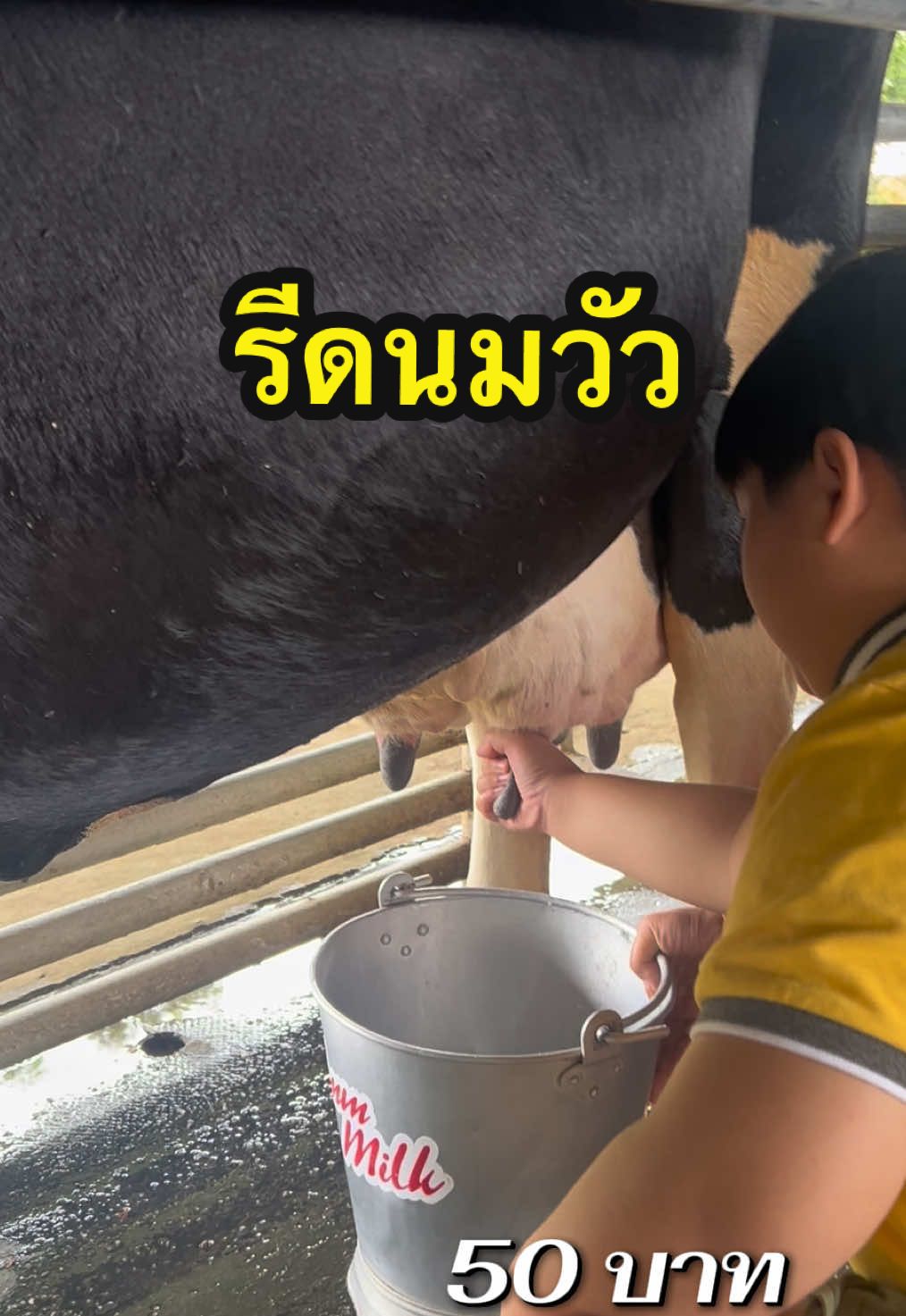 ฟาร์มโชคชัย เขาใหญ่ #รีดนมวัว #เที่ยวฟาร์มโชคชัย  #เที่ยวเขาใหญ่  