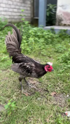 Ak47 jambul🔥#ayamfilipin🇵🇭 #fypシ゚viral #fypporyoupage 