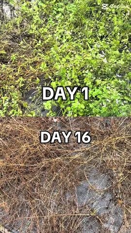 Rahsia rumput tak bercita cita hidup lama #racunrumput #racunrumputtabur #racunrumputberkesan #racunrumputliar @pertanian keutamaan 