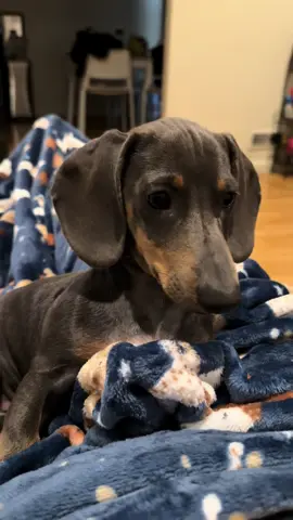 Loki 🩵 #minidachshund #minidachshundpuppy #dachshund #dachshundsoftiktok #dachshundpuppy 