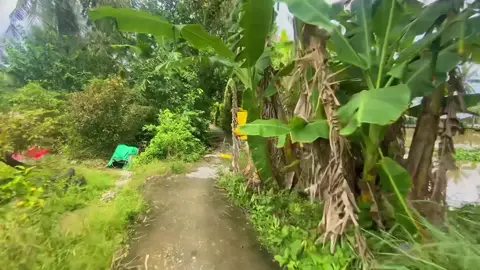 Chill chill 🍀😊#canhdep #xuhuong #baclieu #mientay #chill 