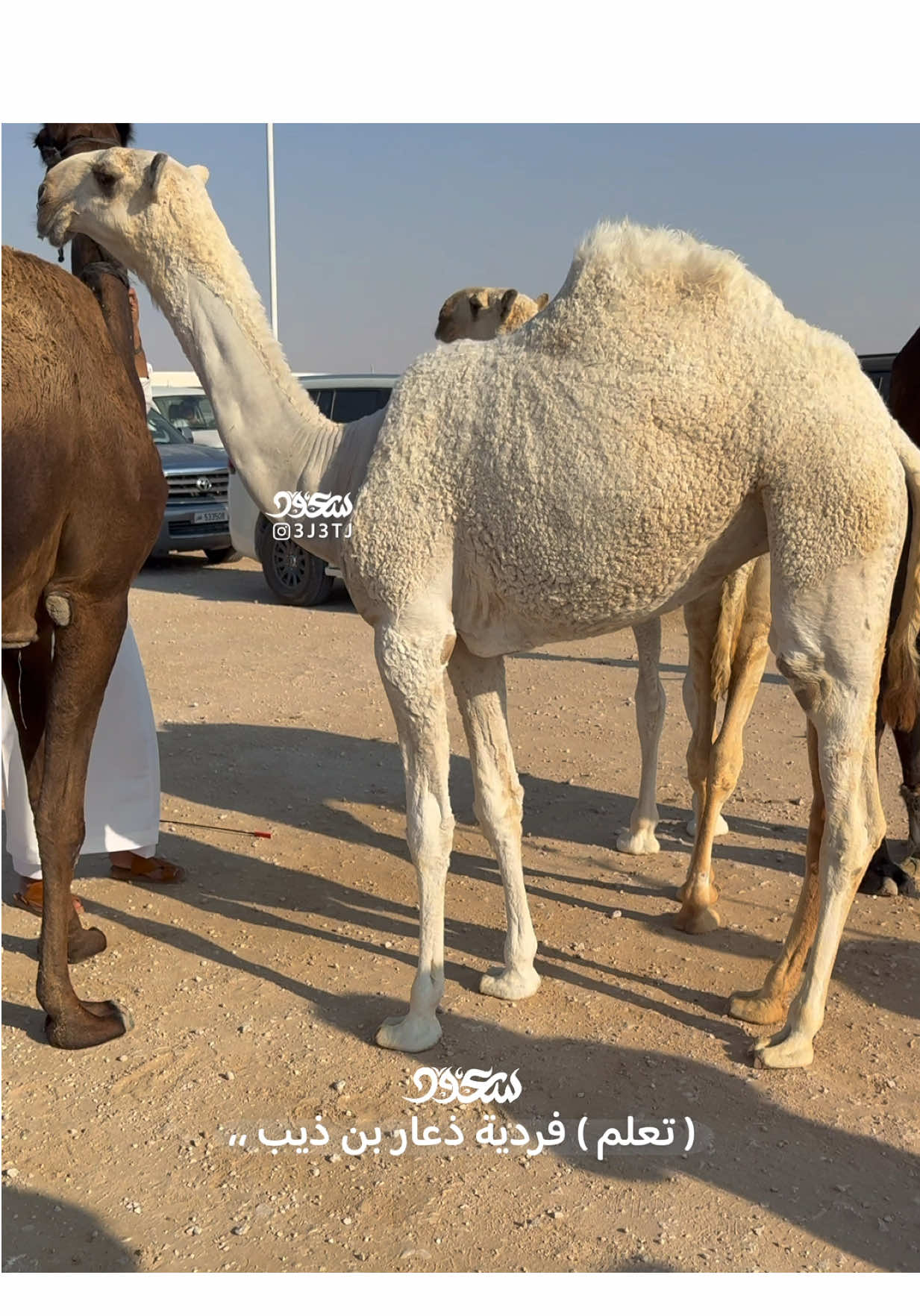 #مخلفات_الهقاوي  #ذعار_بن_ذيب 