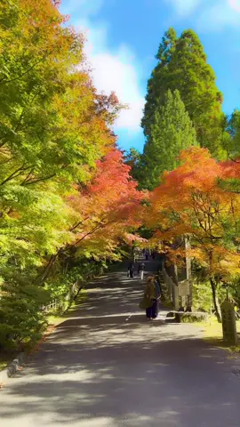 見頃間近！！福岡を代表する紅葉スポット！呑山観音寺 紅葉まつり #紅葉 #自然 #呑山観音寺 #福岡観光  📍Nomiyama Kannon Temple in Sasaguri, Fukuoka is one of the best spots to enjoy autumn colors! — a perfect place to feel the peaceful beauty of fall in Japan🇯🇵🍂
