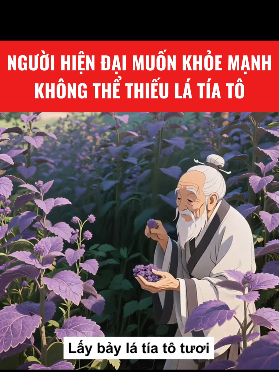 Người hiện đại muốn khỏe mạnh thì không thể thiếu lá Tía tô #tratiato #latiato #thaoduoc