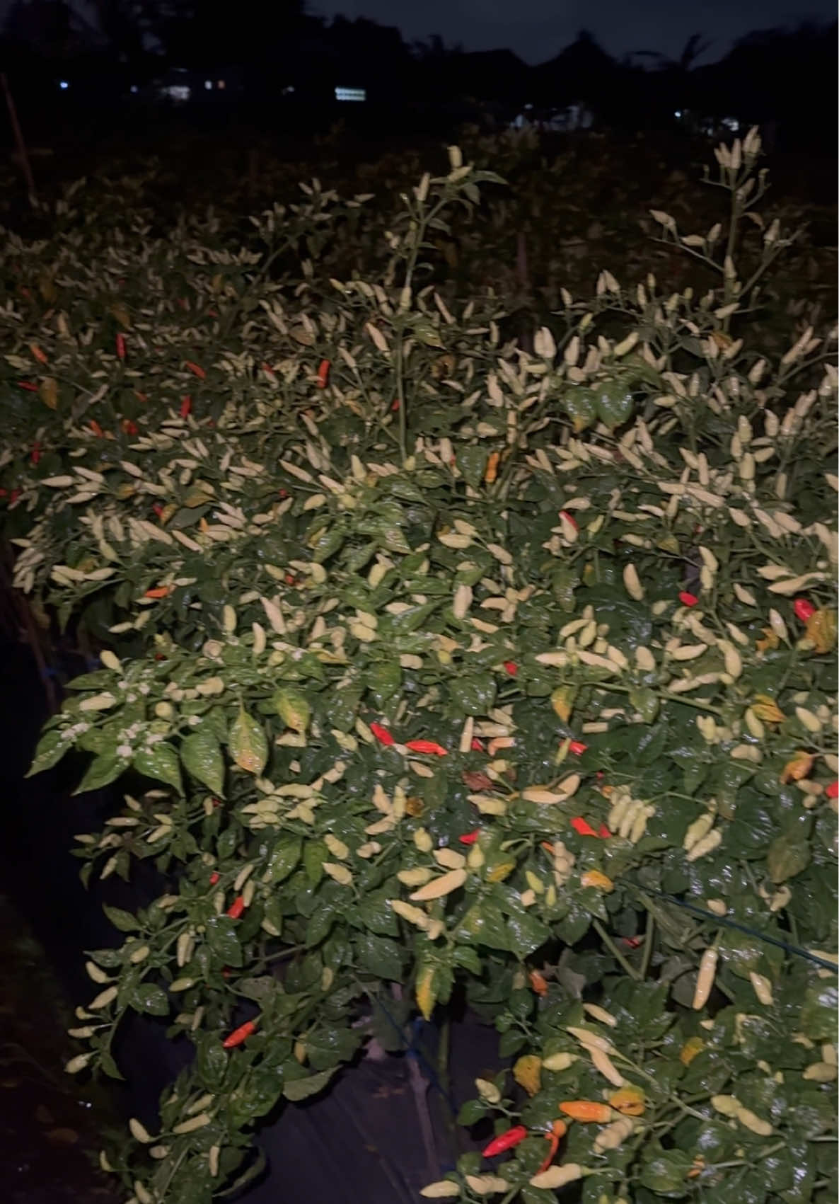 Hujan mulu gais rada was was duh cai naek wae🤣  #kebuncabe #fyp #petanicabe #caberawit